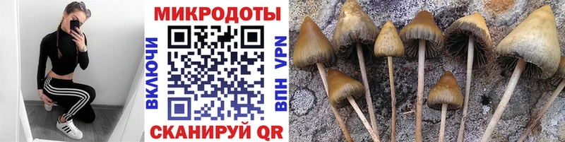 продажа наркотиков  Лермонтов  Псилоцибиновые грибы ЛСД 